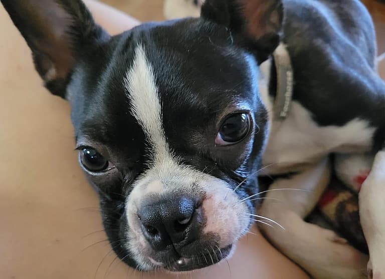 Boston Terrier Defied The Odds To Regain His Zest For Life