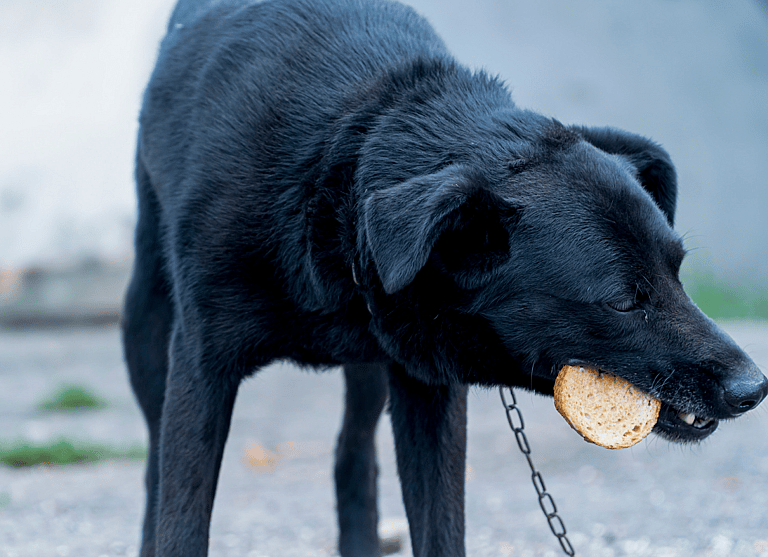 Can dogs eat bread?