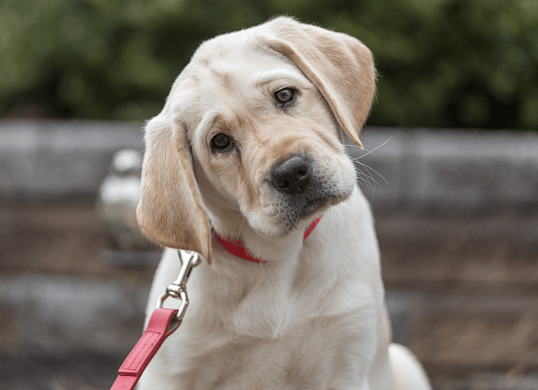 Labrador Retriever Names