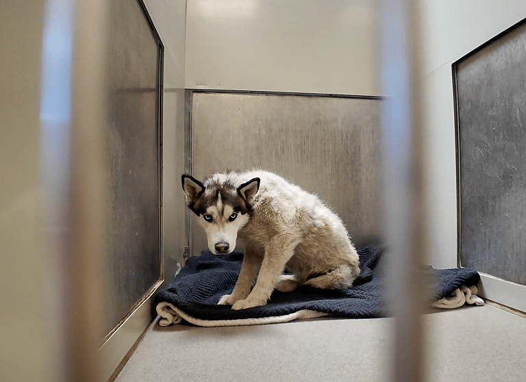 Sitting with dogs: Henry