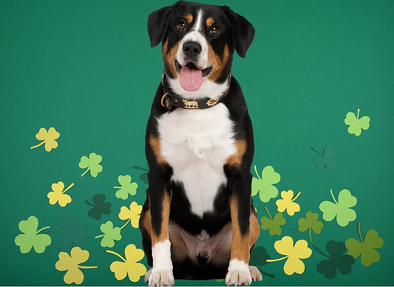 Irish Dog Names