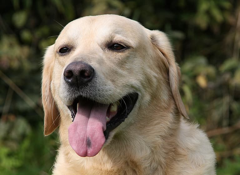 Labrador Retriever Names