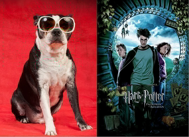 Harry Potter Dog Names