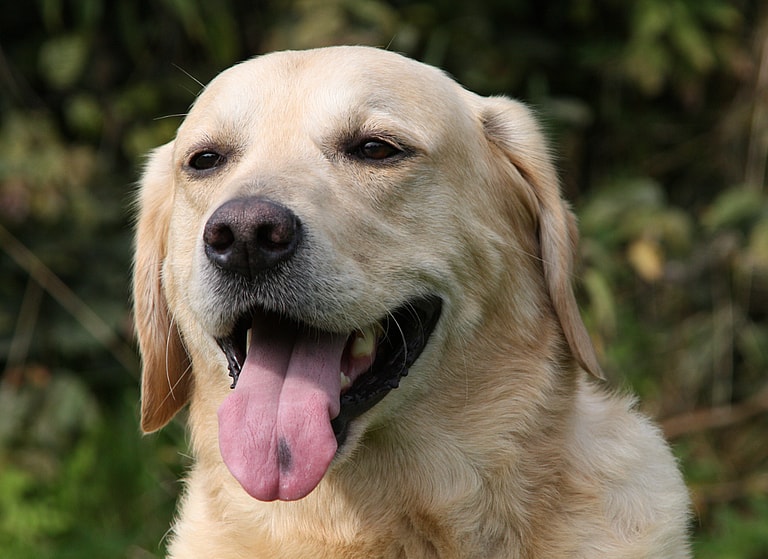 Labrador Retriever Names