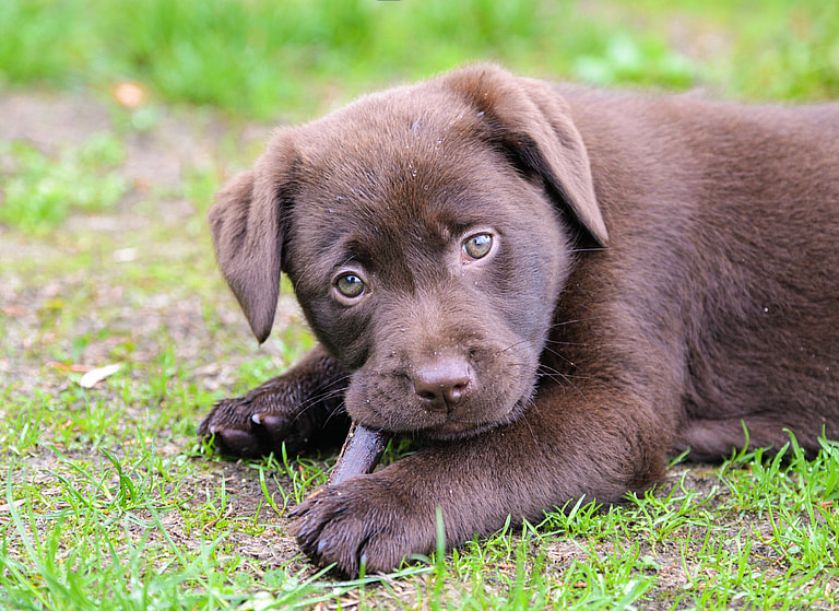 Labrador Retriever Names