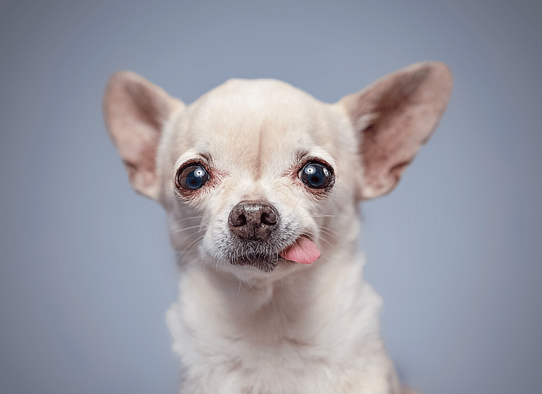 Apple Head Chihuahua Health