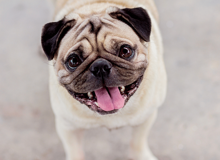 Gender-Neutral Dog Names