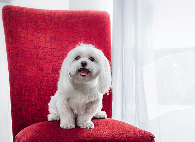 Barking dogs - Maltese