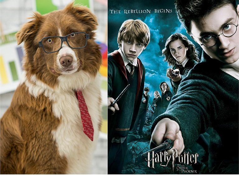 Harry Potter Dog Names
