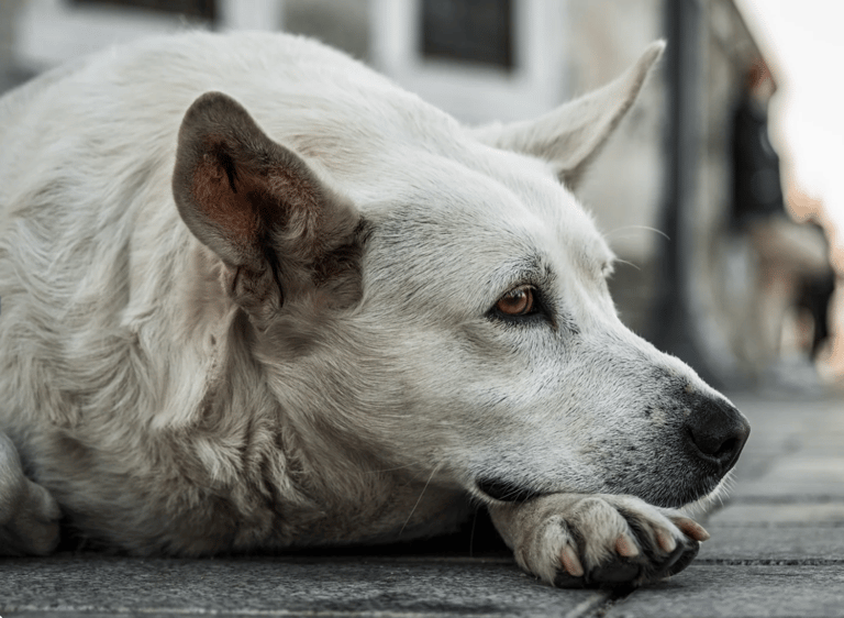 Stray Dog