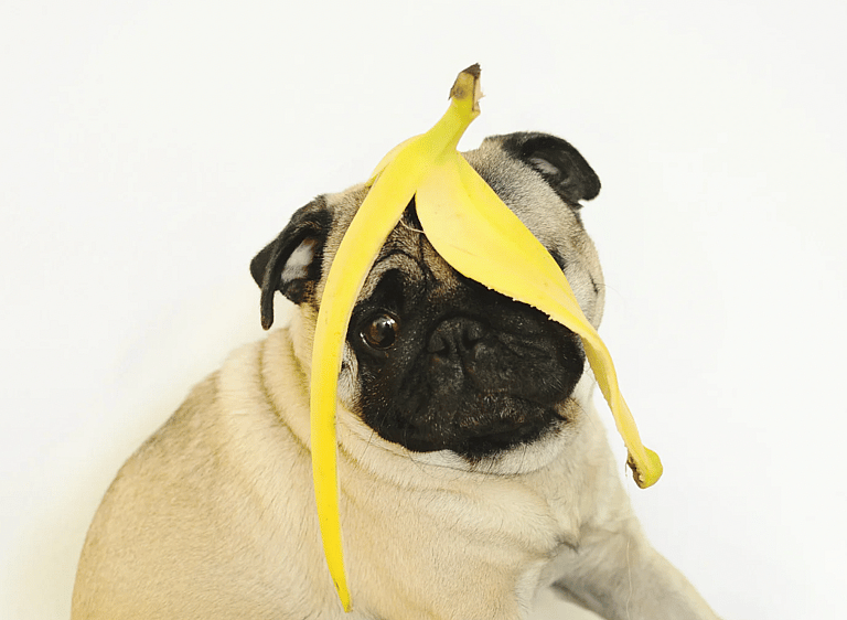 Pug Names