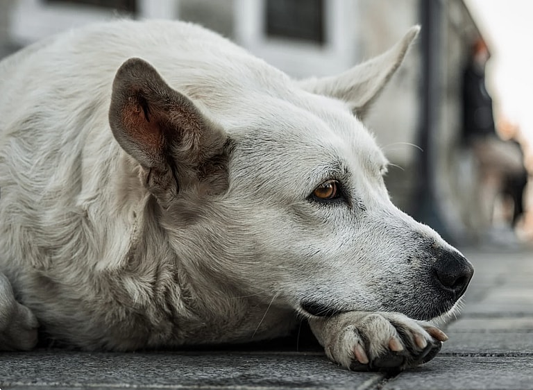 Stray Dog