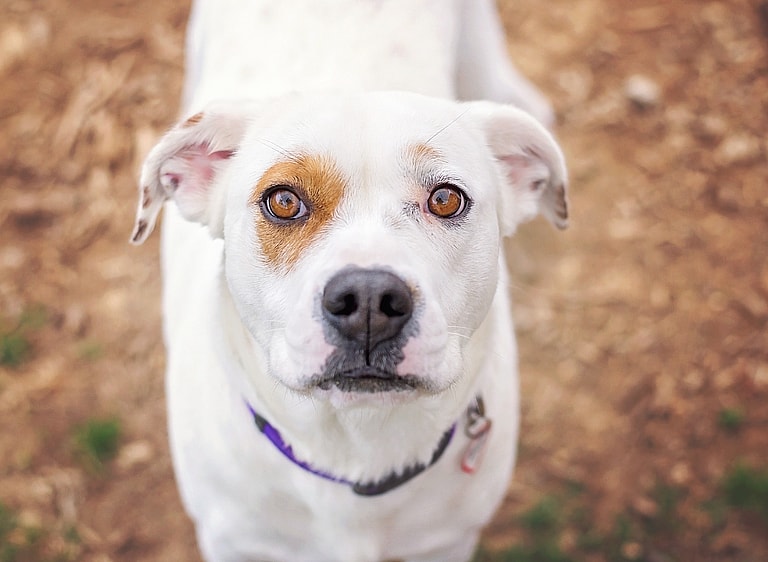 Cream Colored Dog Names