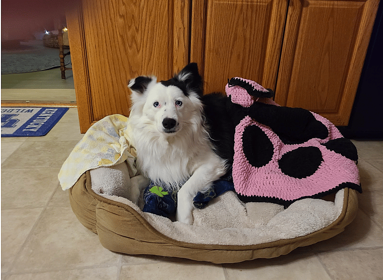 Dog Rescue: This Border Aussie Dog Was About to be Put Down, Until One Woman Changed Her Life