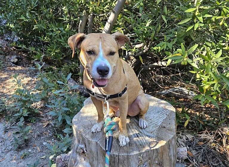 Pittie Mix Overlooked At Shelter For Half His Life Gets One Last Shot At Finding a Home