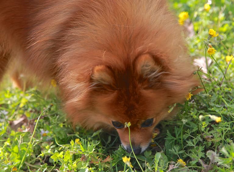 Red Dog Names