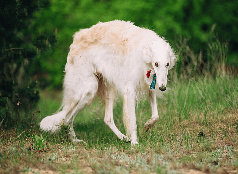 Breeds That Pioneered America - v