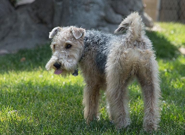 Rat catching dog: Tiny But Mighty: How One Small Dog Breed Revolutionized Pest Control in the 19th Century