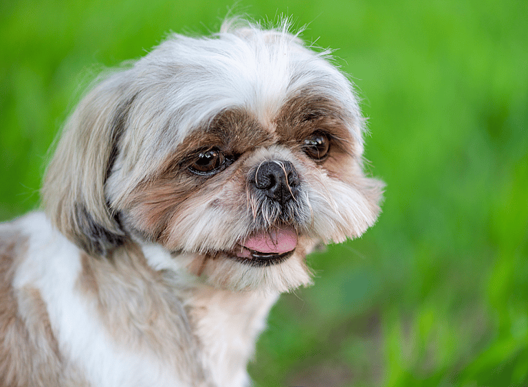 Shih Tzu Names