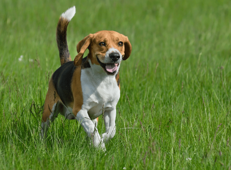 Hunting Dog Names 