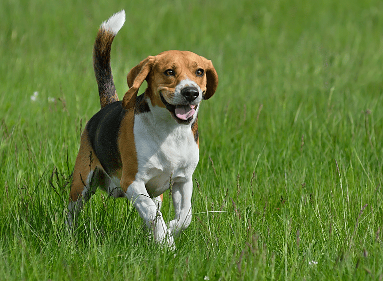 Hunting Dog Names