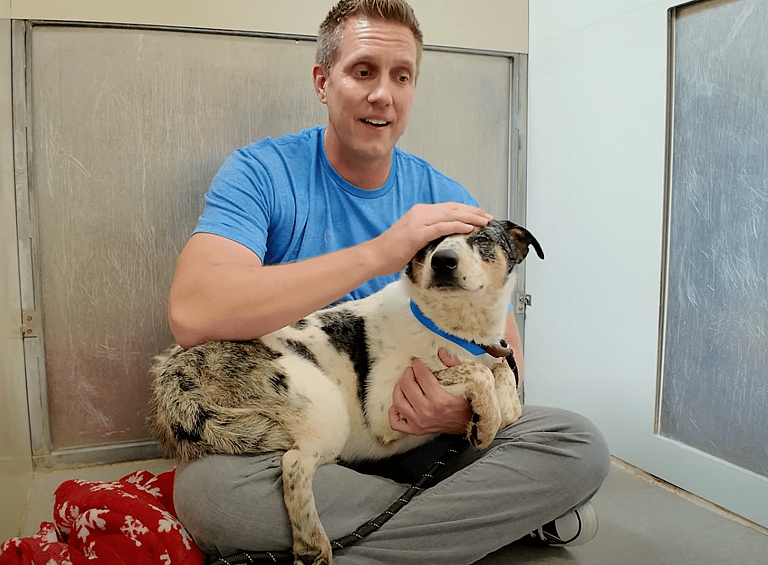 Sitting with dogs 44: How a Few Kind Words Transformed This Fearful Dog Into a Tail-Wagging Sweetheart