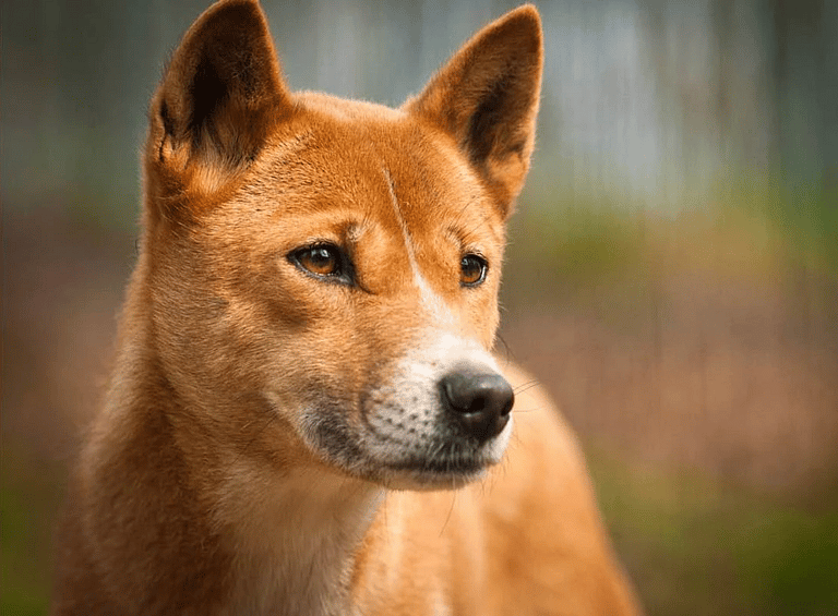 Dog Breeds On The Brink Of Extinction - New Guinea Singing Dog