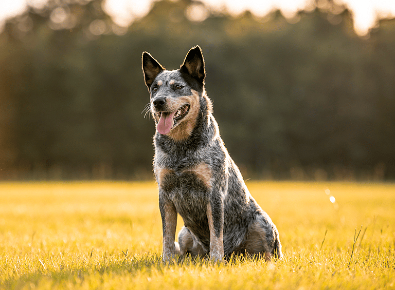 Dog Breeds Not Recommended for Small Children