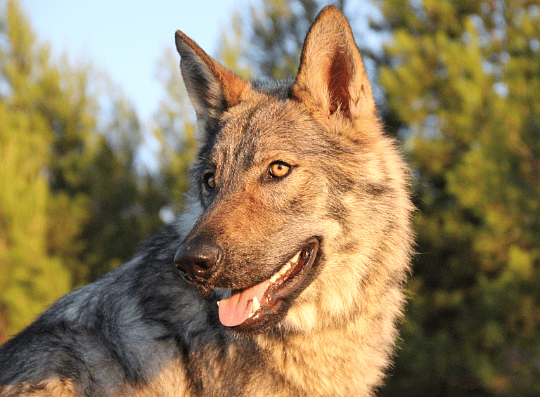 wolfdog