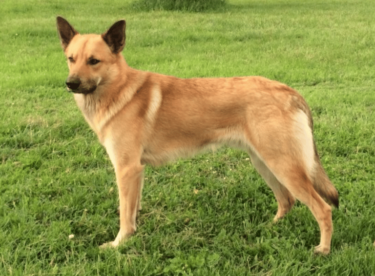Breeds That Pioneered America-Chinook
