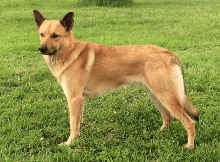 Breeds That Pioneered America-Chinook