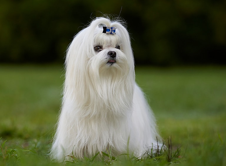 Barking dogs - Maltese