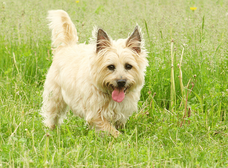 Rat catching dog: Tiny But Mighty: How One Small Dog Breed Revolutionized Pest Control in the 19th Century