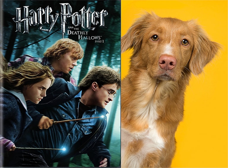 Harry Potter Dog Names