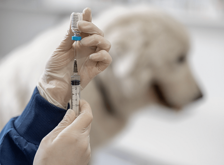 Cytopoint Injection for Dogs