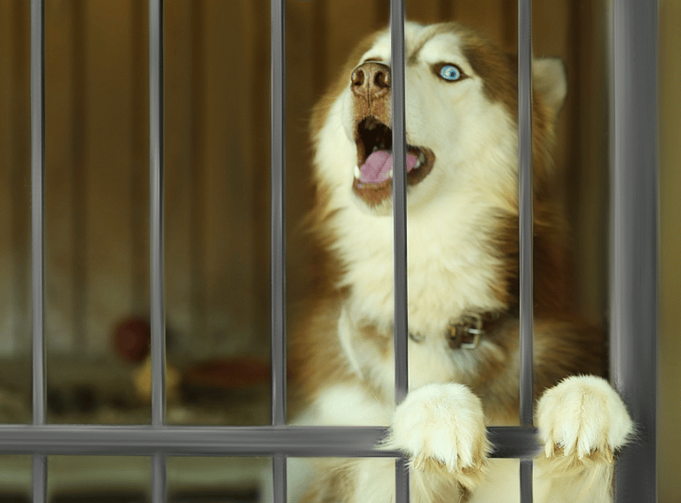 husky at shelter