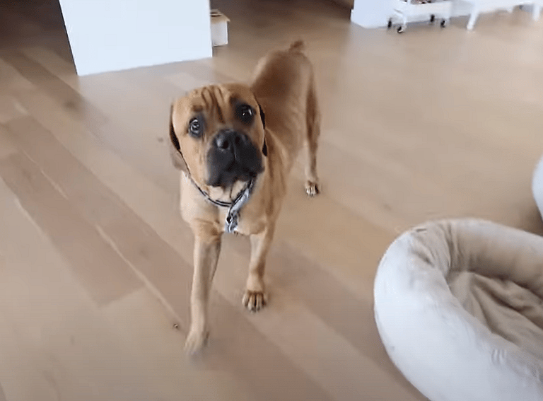 American Bulldog's Heartwarming Encounter with Newborn Baby