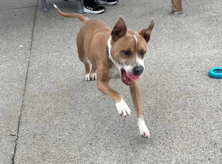 Dog up for adoption: Owner Set to Put Pitbull Down Before He Moved, Until Selfless Act of Kindness Changed Everything