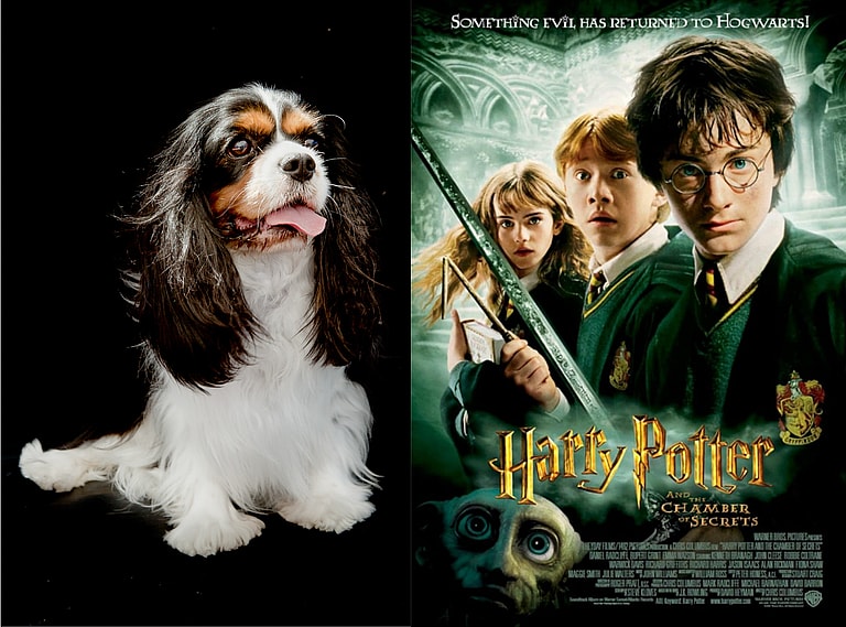Harry Potter Dog Names
