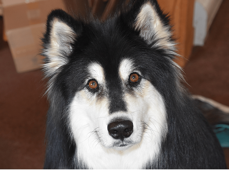 Extra-Fluffy Dog Breeds