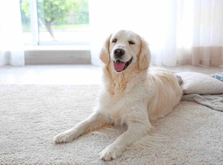 Preventing Fly Bites and Fly Strike in Dogs - Keep dog indoor