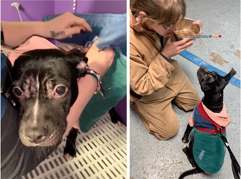 Puppy Abandoned in Crate in Below Freezing Temps