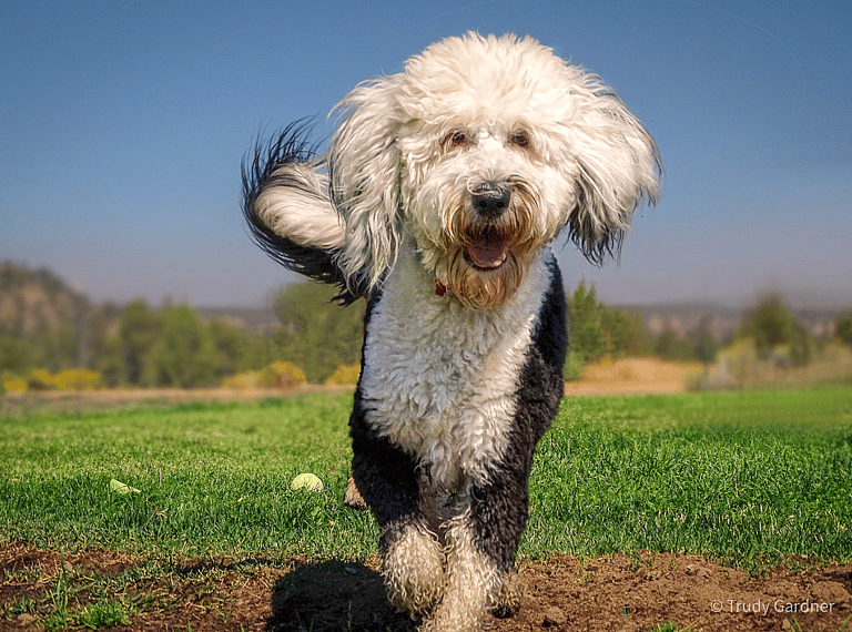 Sheepadoodle