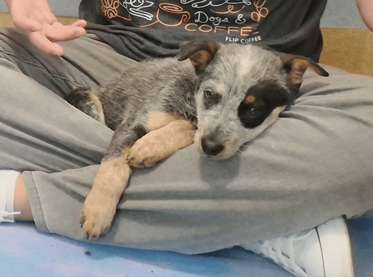 Sitting with Dogs: When a Broken Leg Couldn't Break His Spirit: Shelter Puppy's Resilience Inspires