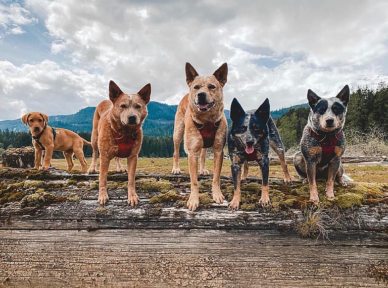 dogs that struggle in urban environment