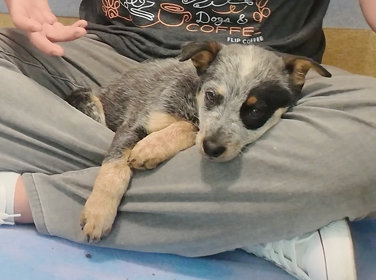 Sitting with Dogs: When a Broken Leg Couldn't Break His Spirit: Shelter Puppy's Resilience Inspires