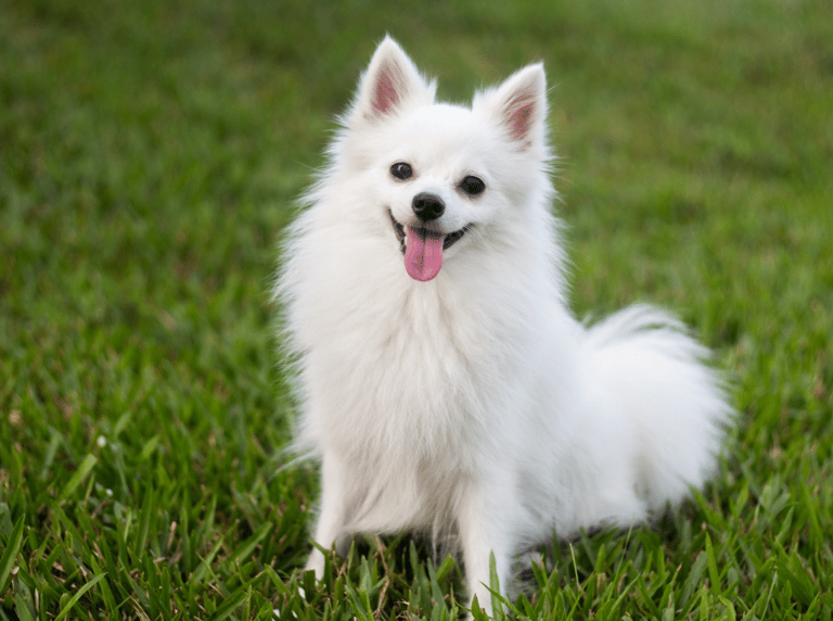 White Dog Names