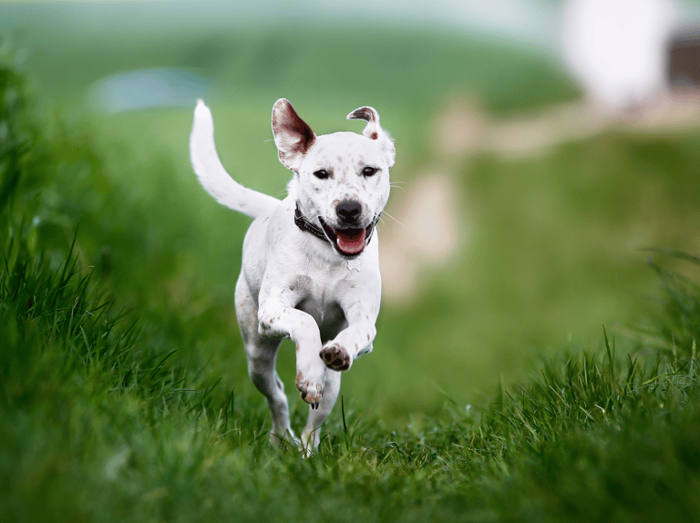 happy dog running
