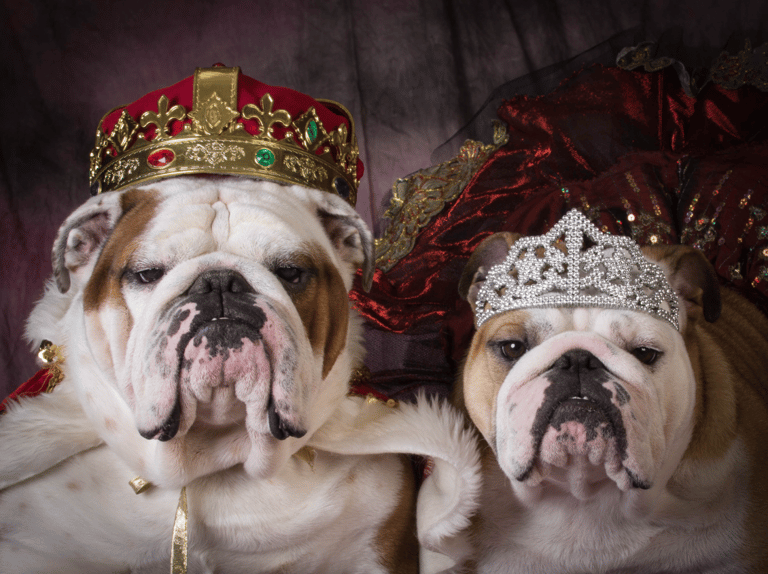 English Bulldog Names