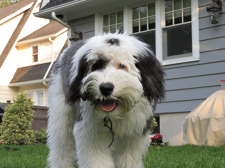 a sheepadoodle